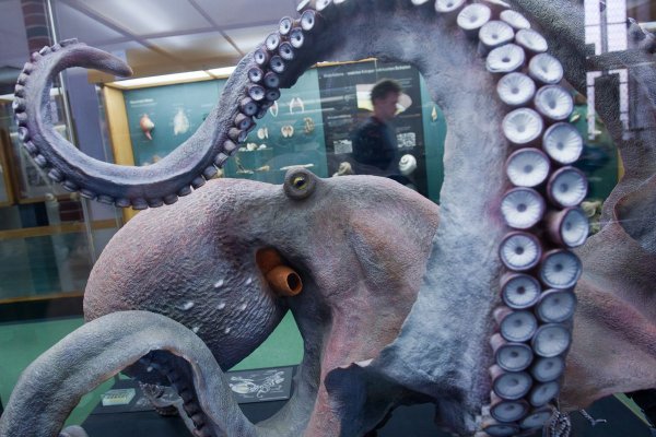 Kraken вход и ссылки