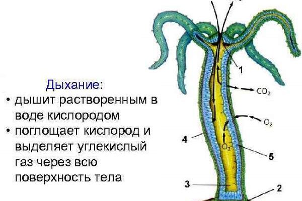 Kraken ссылка сайт kraken clear com